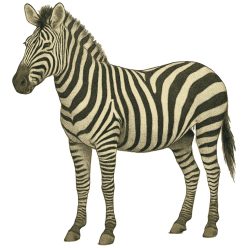 Zebra kristálymatrica