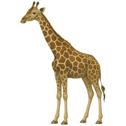 Zsiráf kristálymatrica